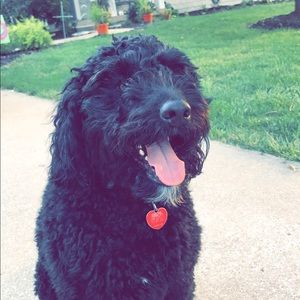 Meet your Posher, Collin